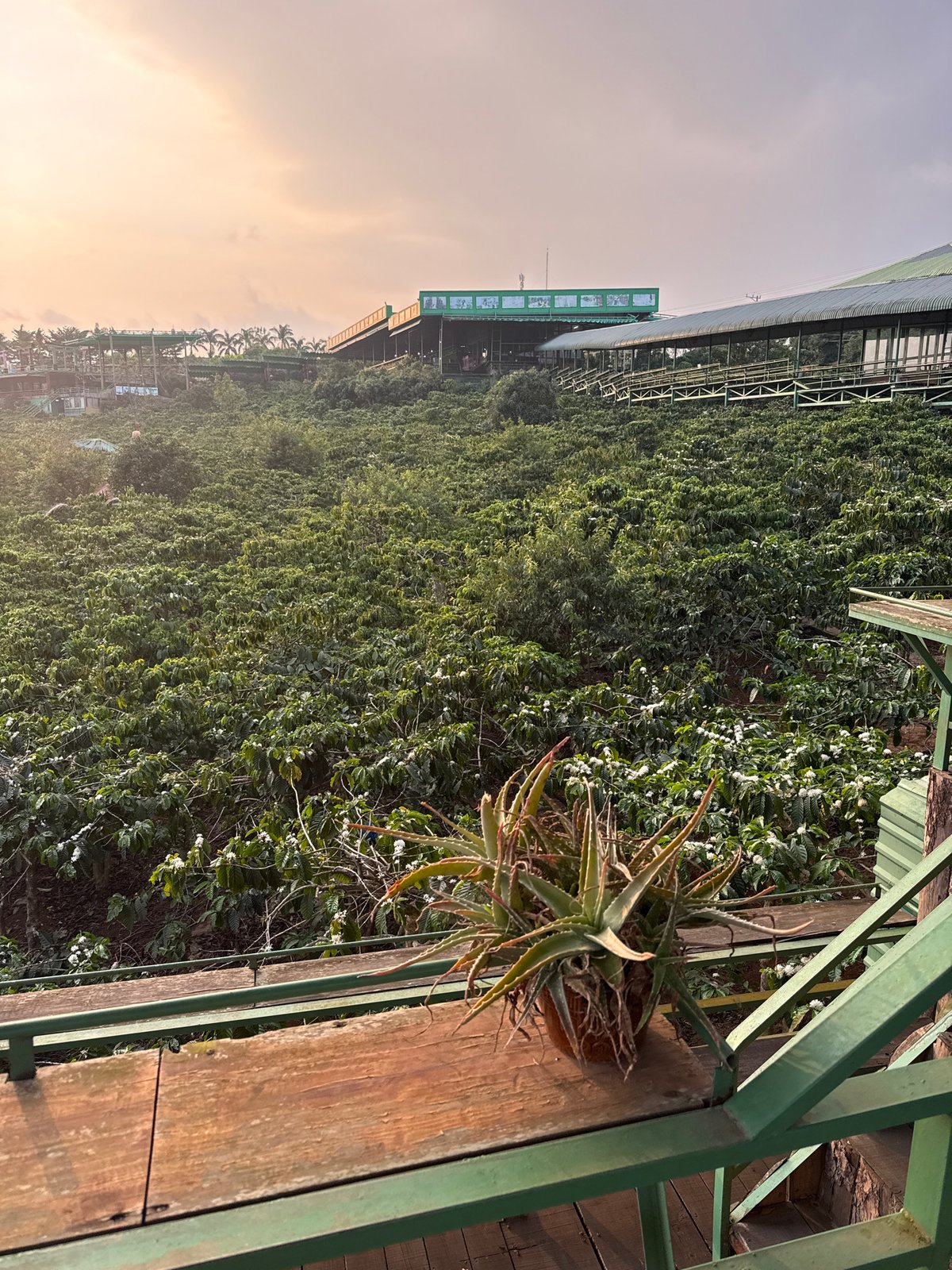 Morning observations capture Da Lat plantation views and wildlife