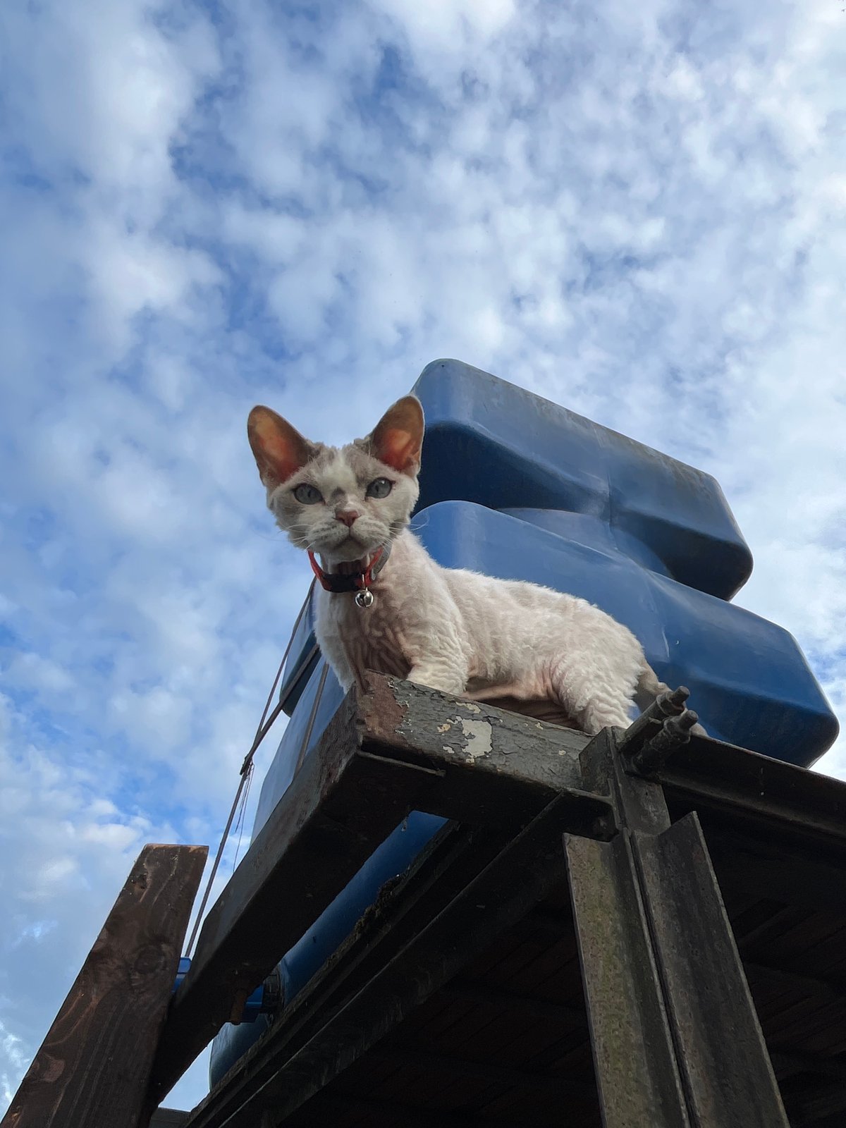 Devon Rex cat owns the water tank situation in rural Russia