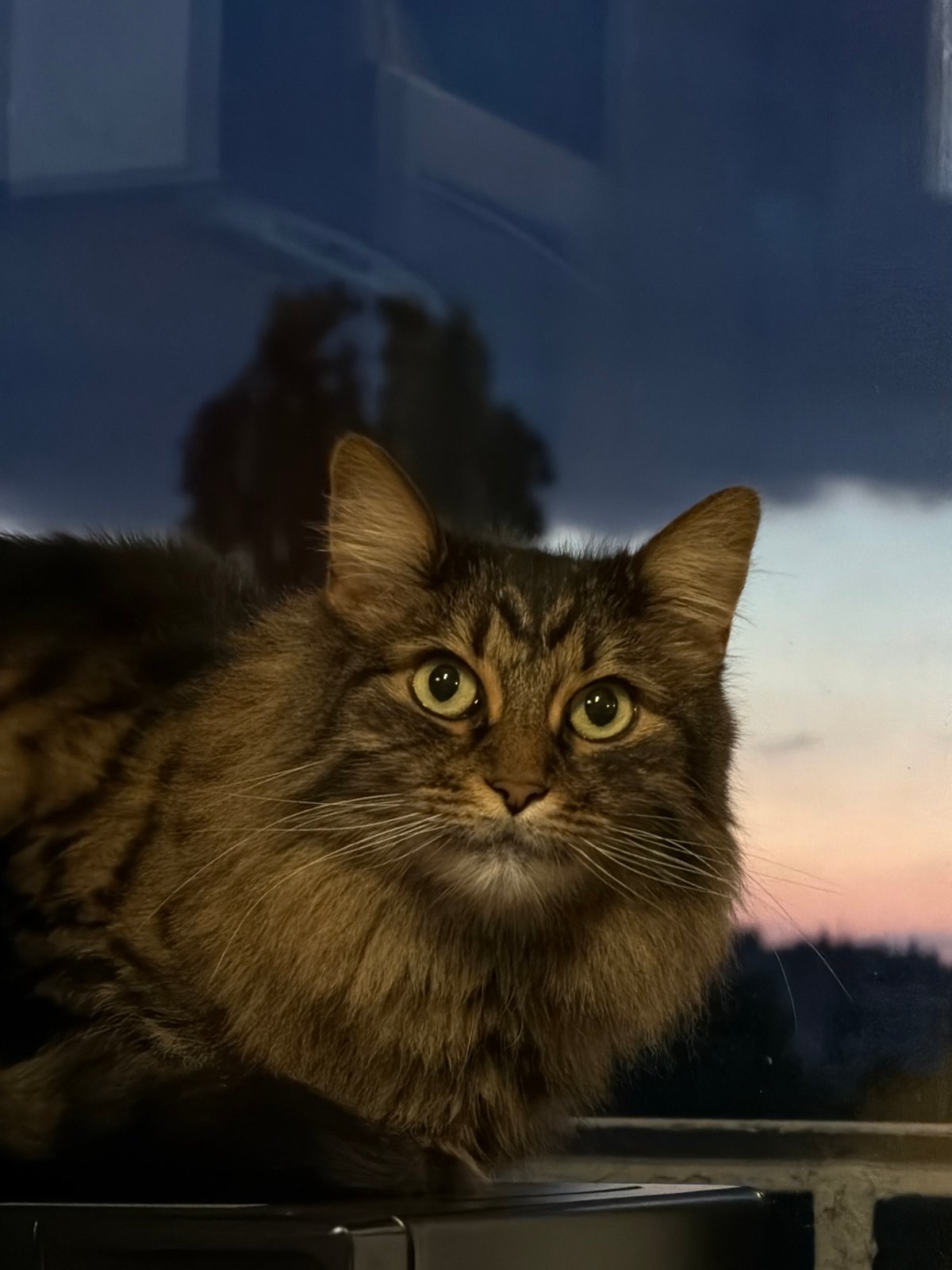 Domestic cats observed lounging indoors with food items