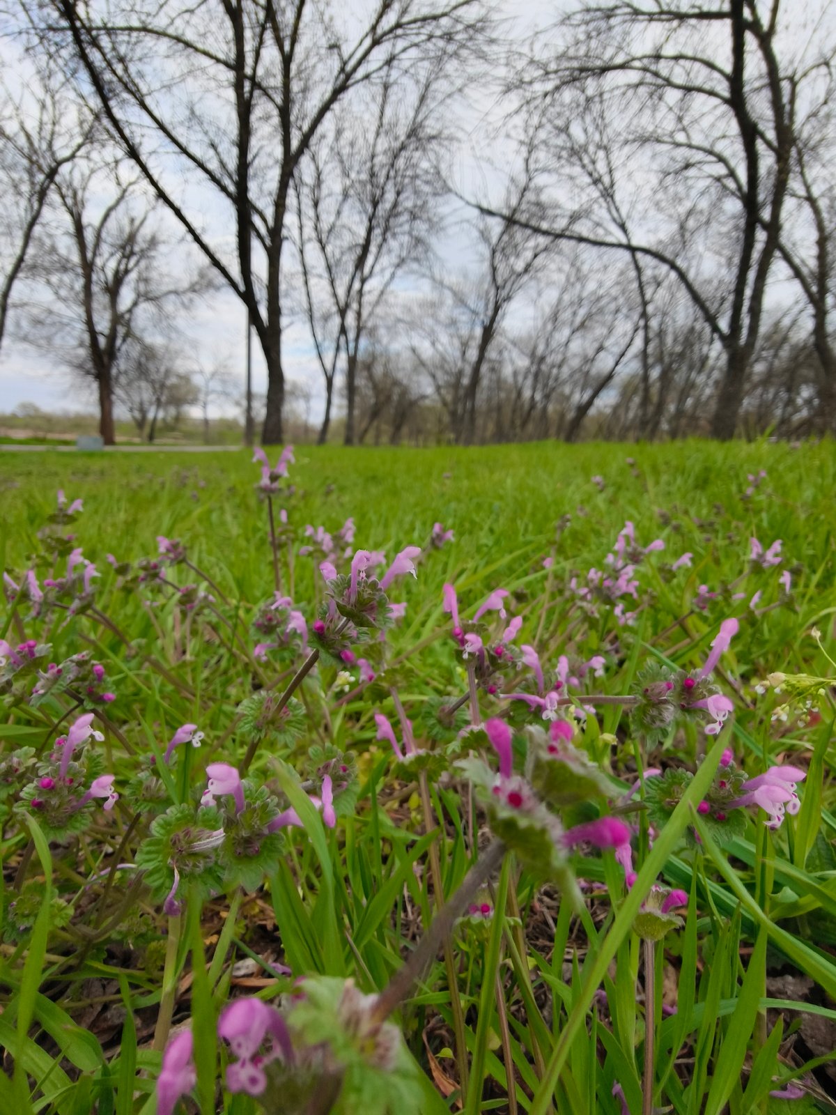 Spring park photoshoot captures wildflowers in Kryvyi Rih