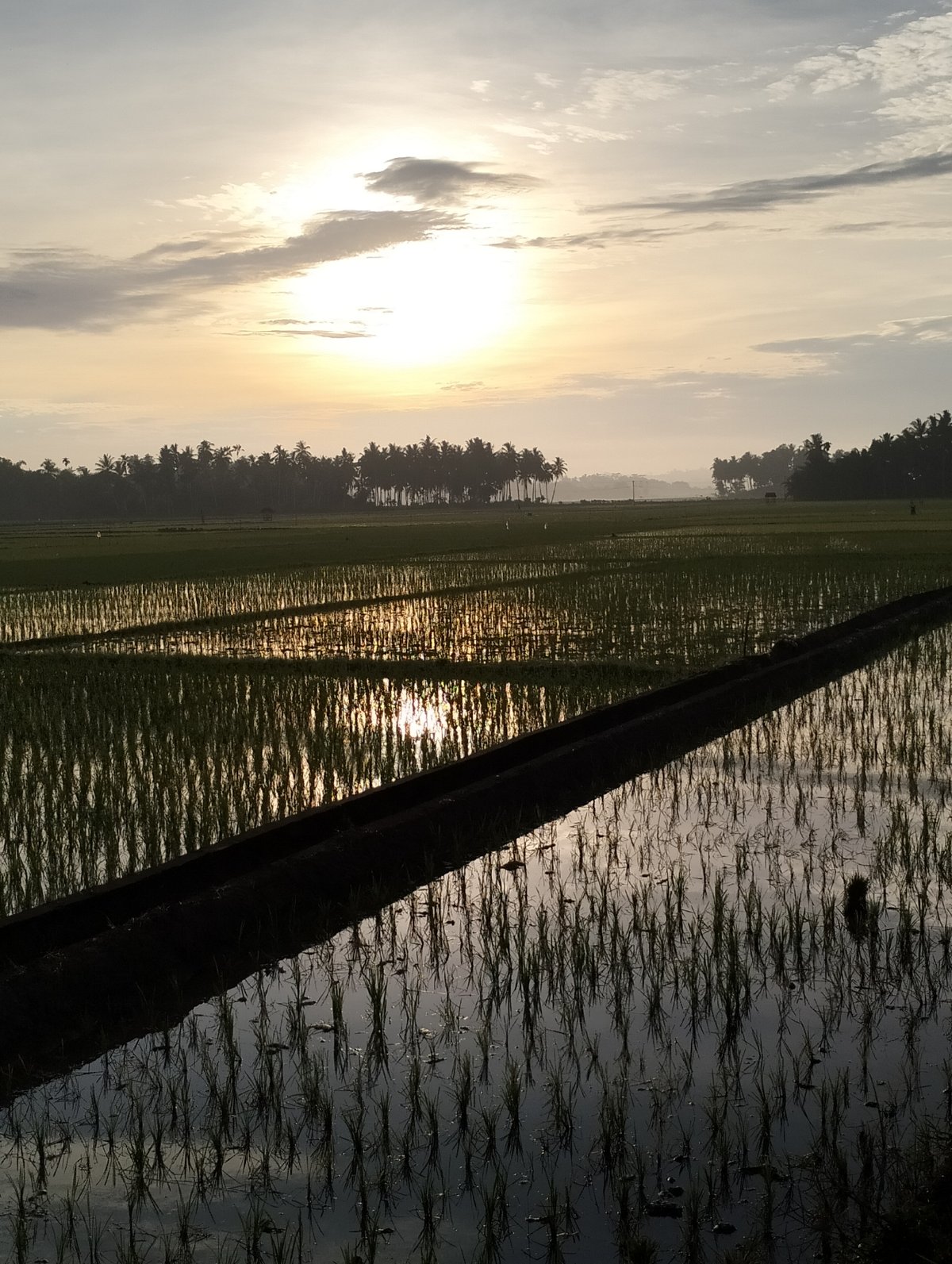 Rice paddies at golden hour in rural Cotentung, Indonesia