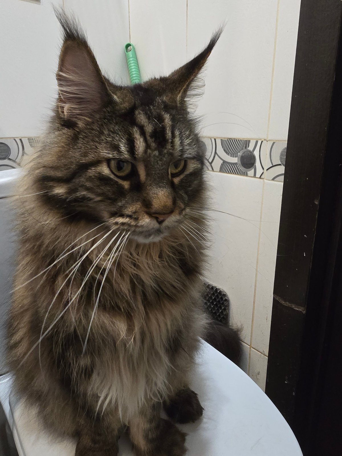 Tabby cat's bathroom routine and drinking habits captured indoors