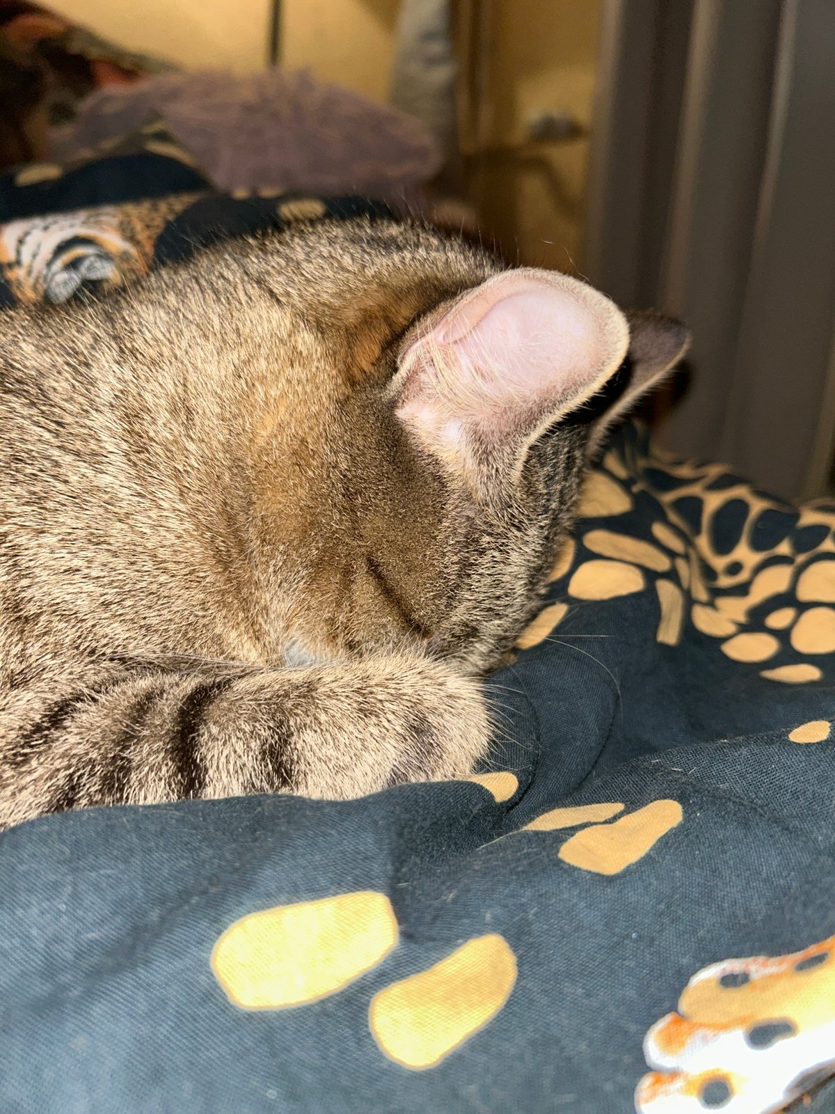 Pets relaxing at home in Sofia evening