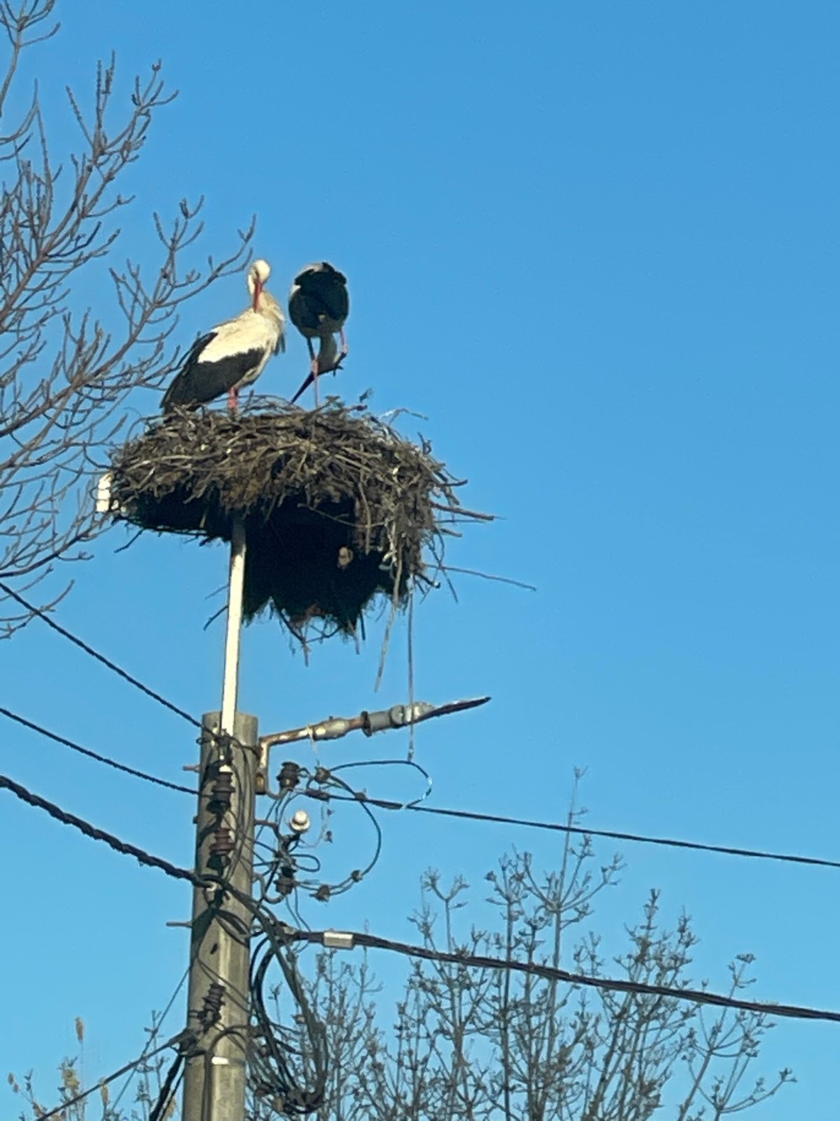 Two storks observed at nest in Bratovo, Bulgaria