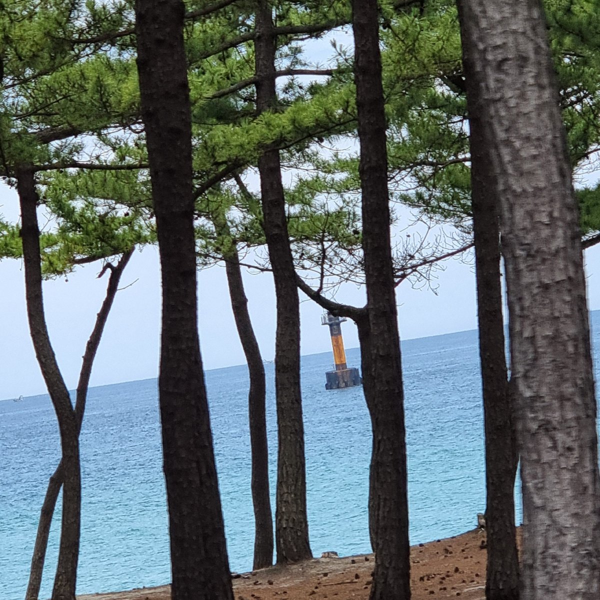 Pine trees and a lighthouse frame the East Sea in Gangneung