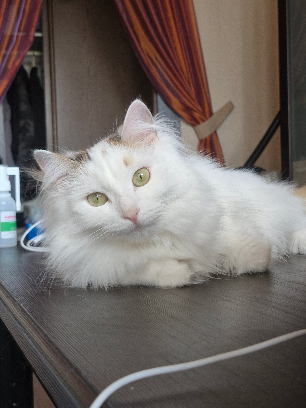Quiet morning moments with cat and companion in Yekaterinburg