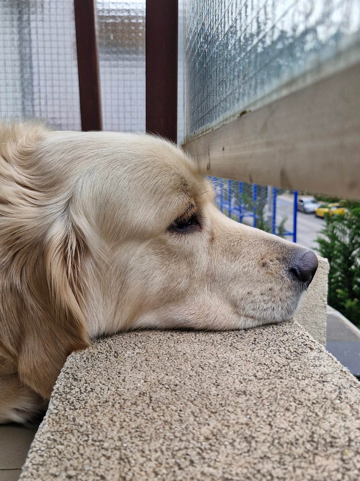 Golden retriever rests peacefully on stone ledge in Budva