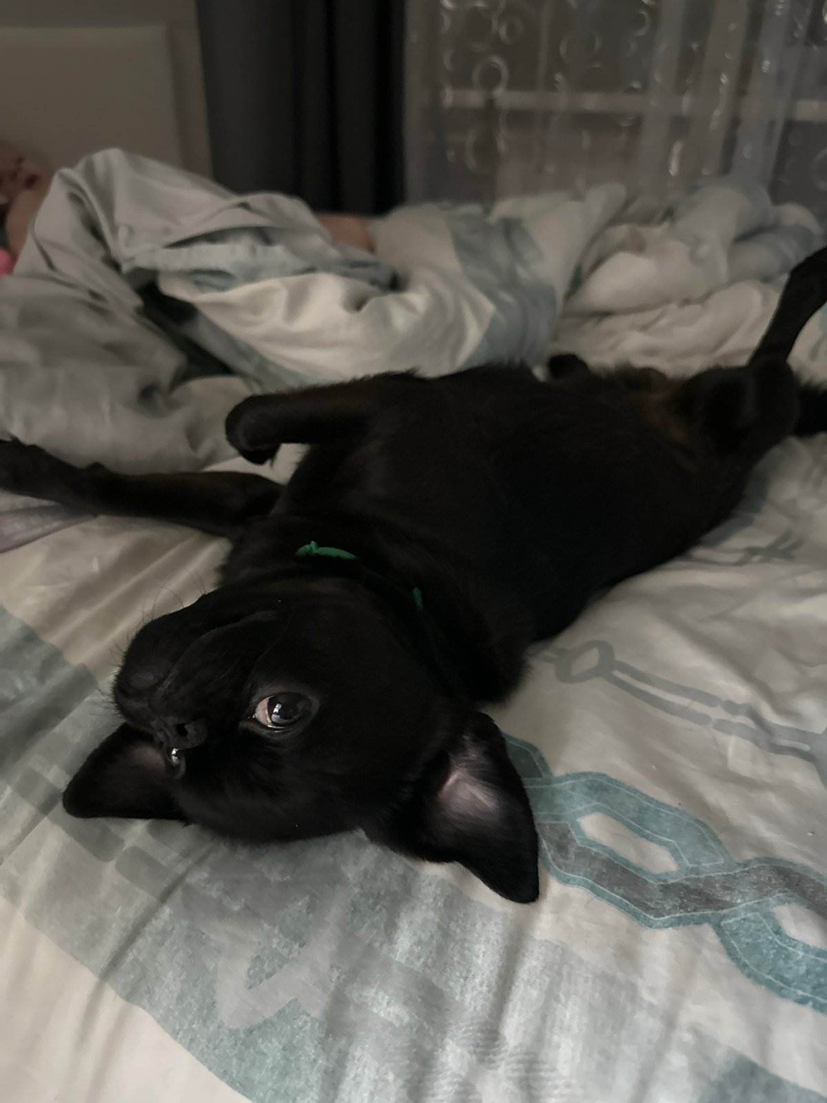 Black pug puppy photographed relaxing on bed in Chaikovsky