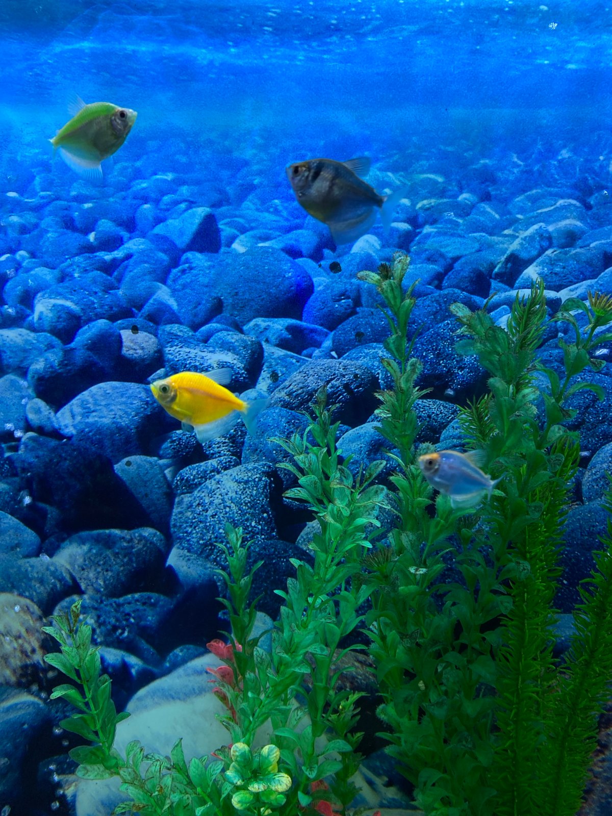 Pet shop aquarium displays draw visitor attention in Saint Petersburg