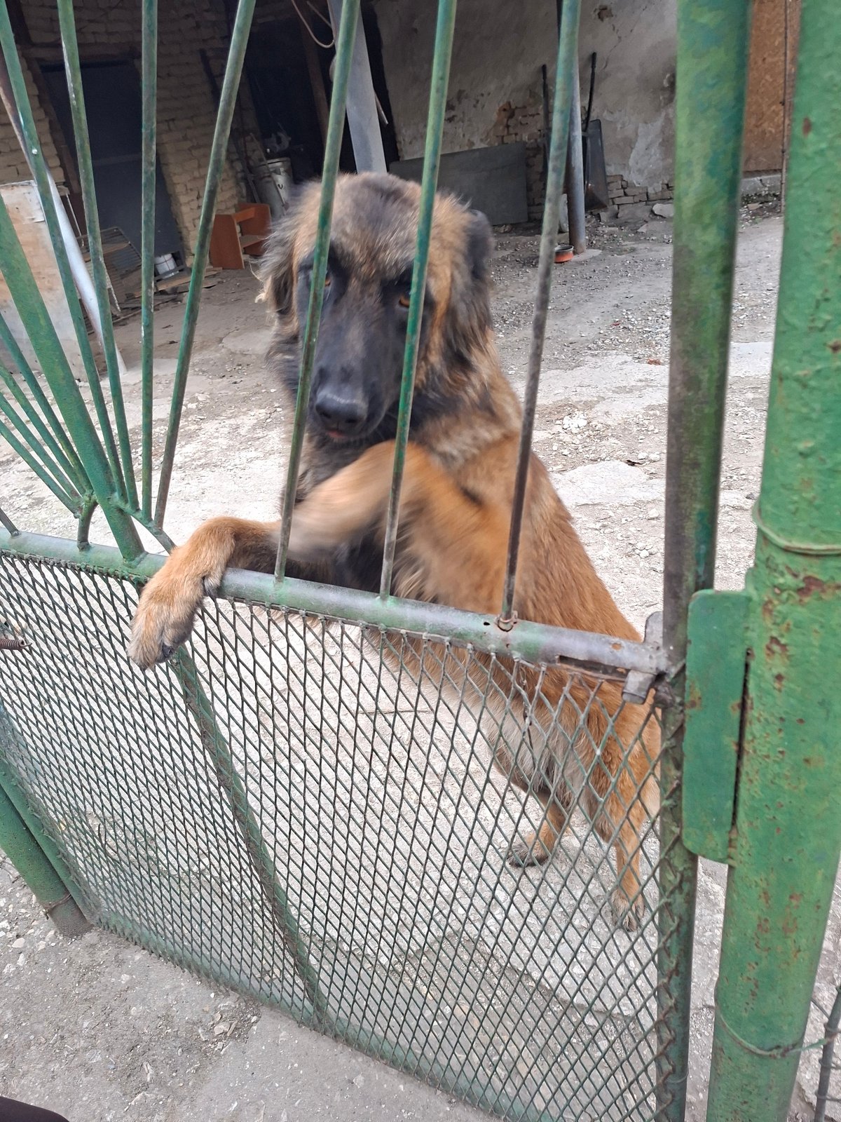 Afternoon stroll captures dogs, flowers, drinks in Devnya, Bulgaria