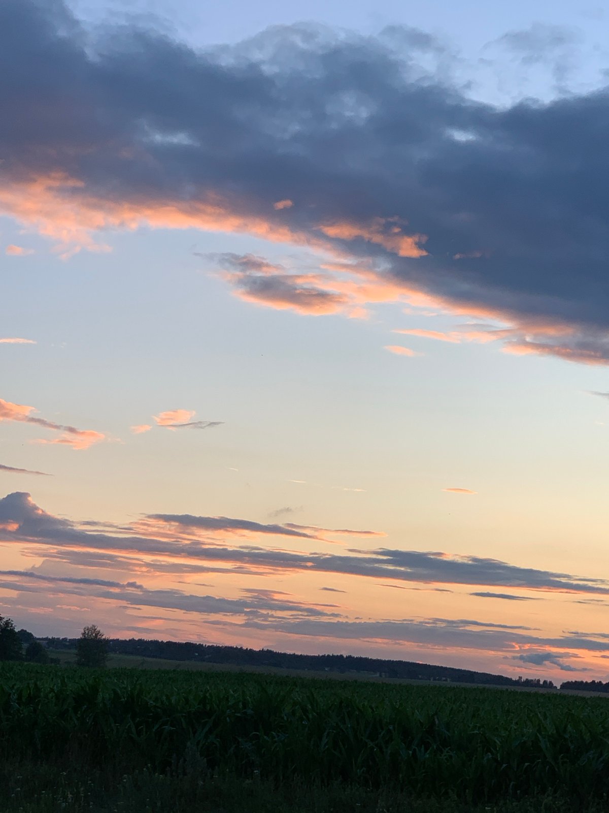Belarusian farmland at dusk, cornfields under a fading summer sky