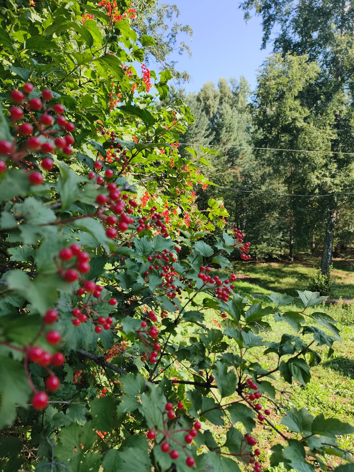 Red berries and artificial flowers along the Katun River