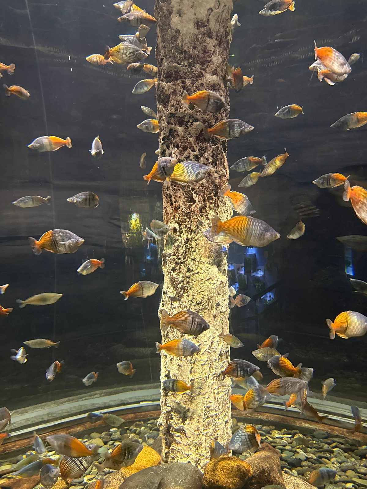Inside a Saint Petersburg aquarium: fish, rays, and chameleons on display