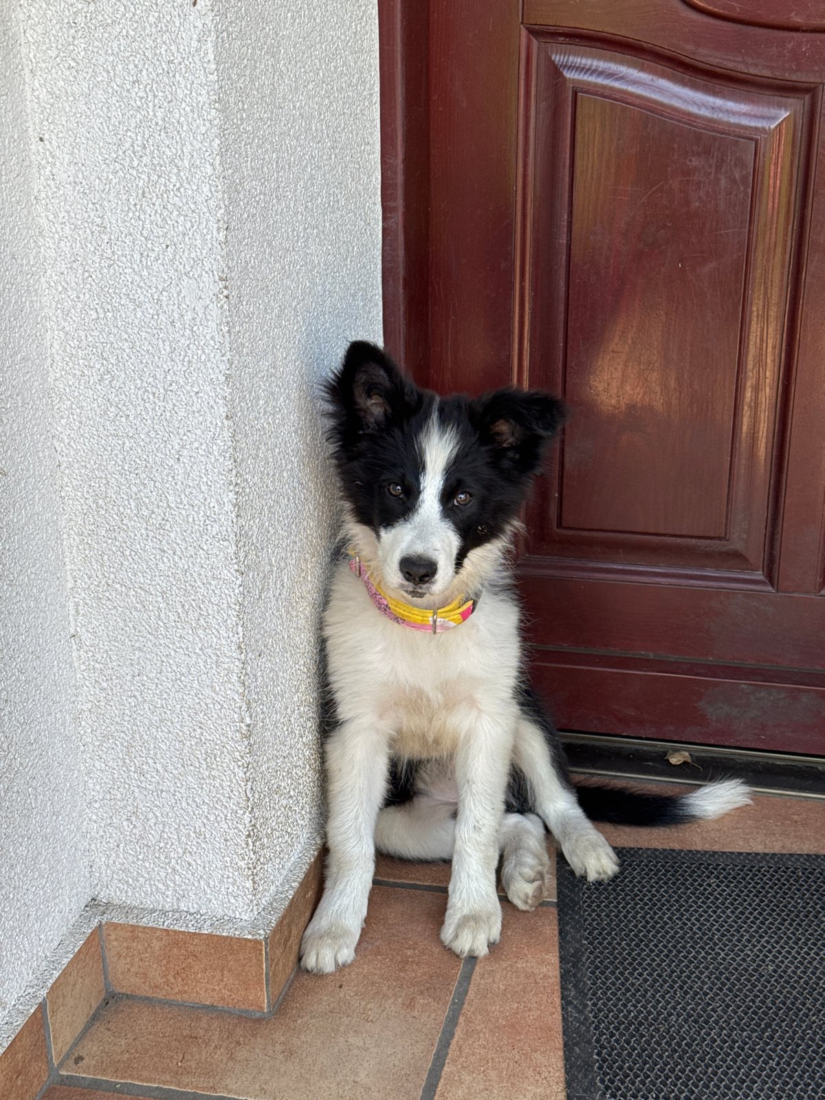 Border Collie puppy and bumblebees, rural Poland afternoon