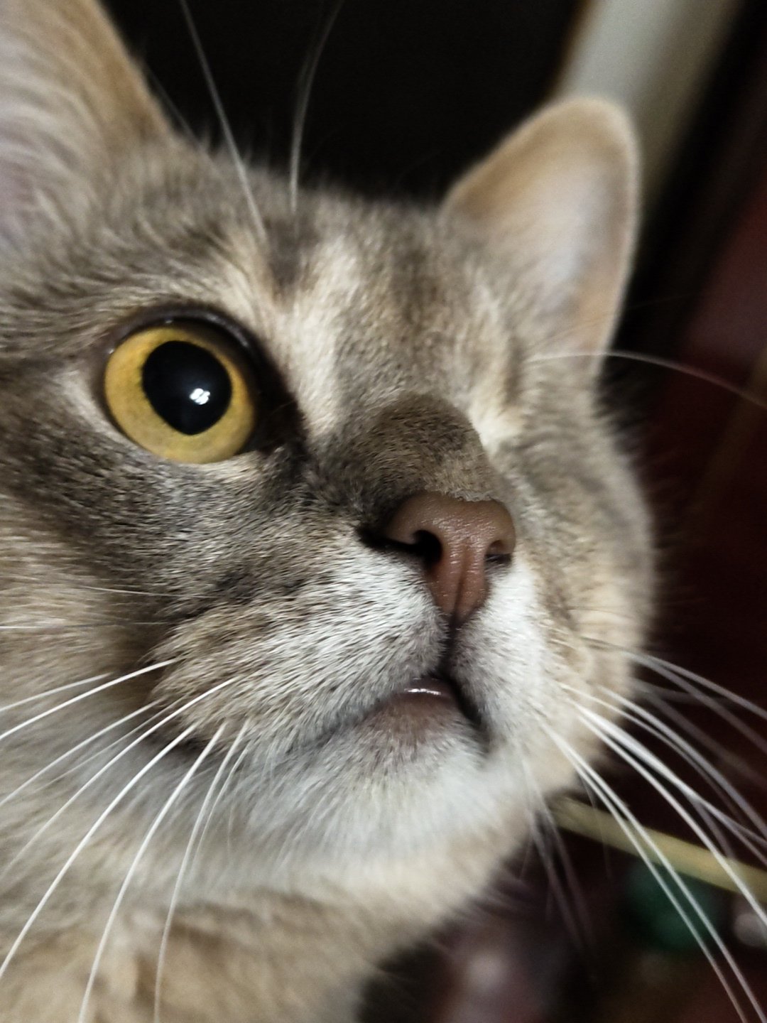 Close-up cat photographs captured across five-minute span