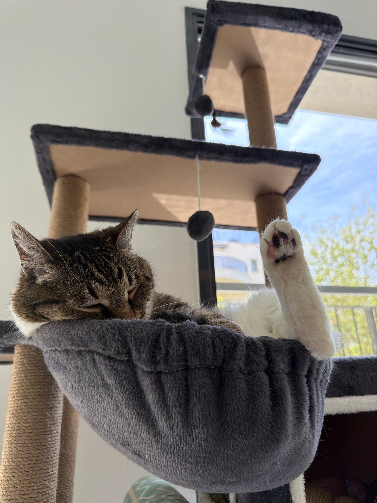 Cat sleeps peacefully in tree bed near window