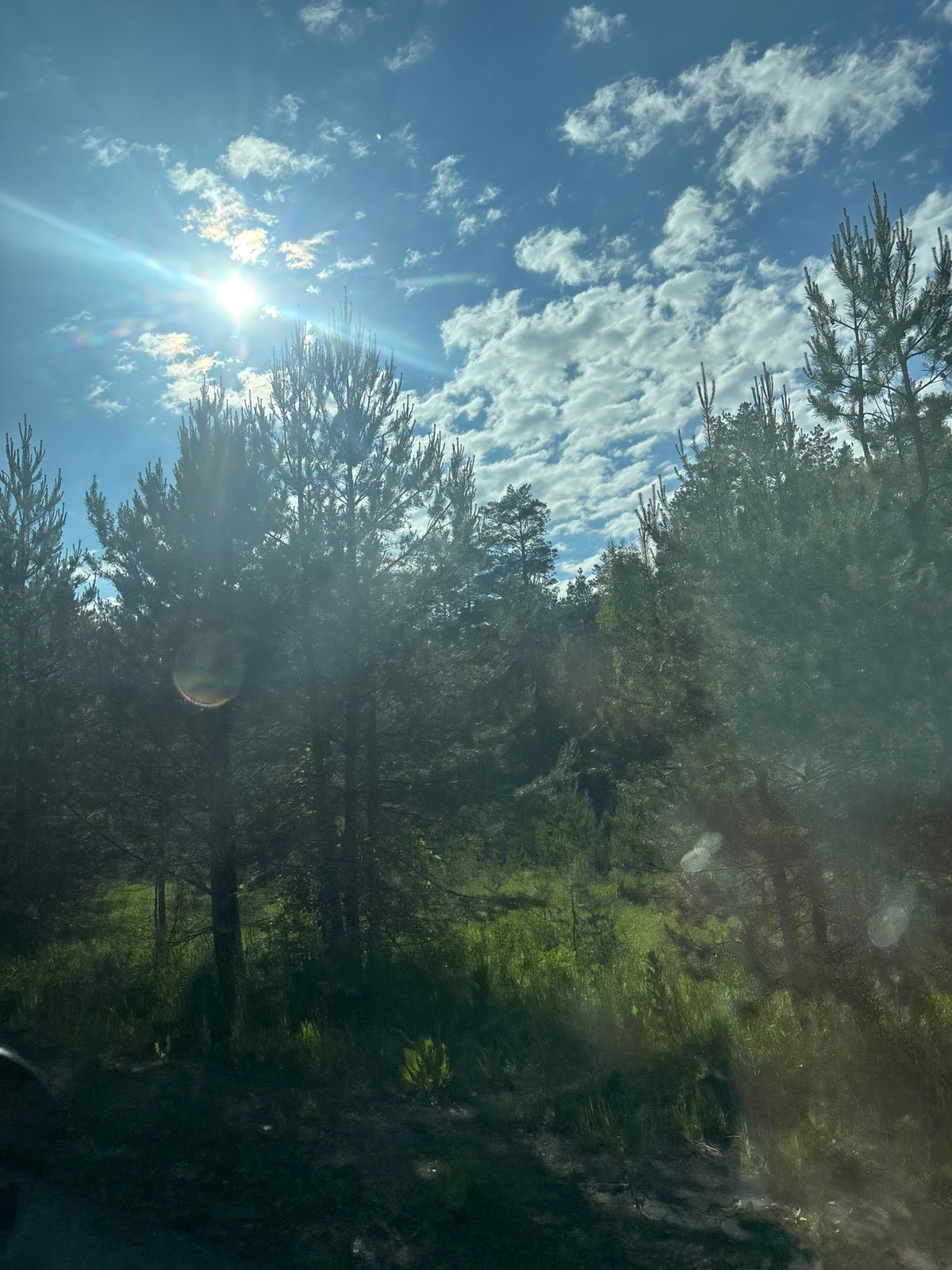 Sunlit forest scene photographed in Chaikovsky, Russia