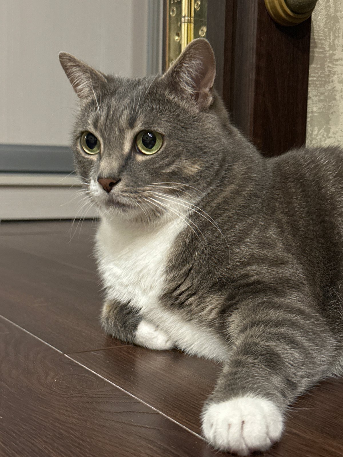 Grey tabby cat hanging out at home, multiple close-up shots