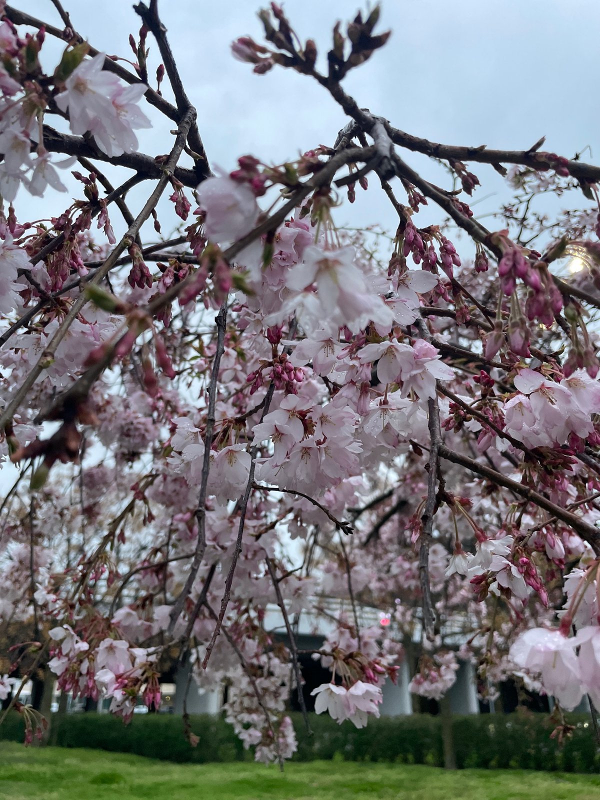 Cherry blossoms bloom in urban Sirius, Russia