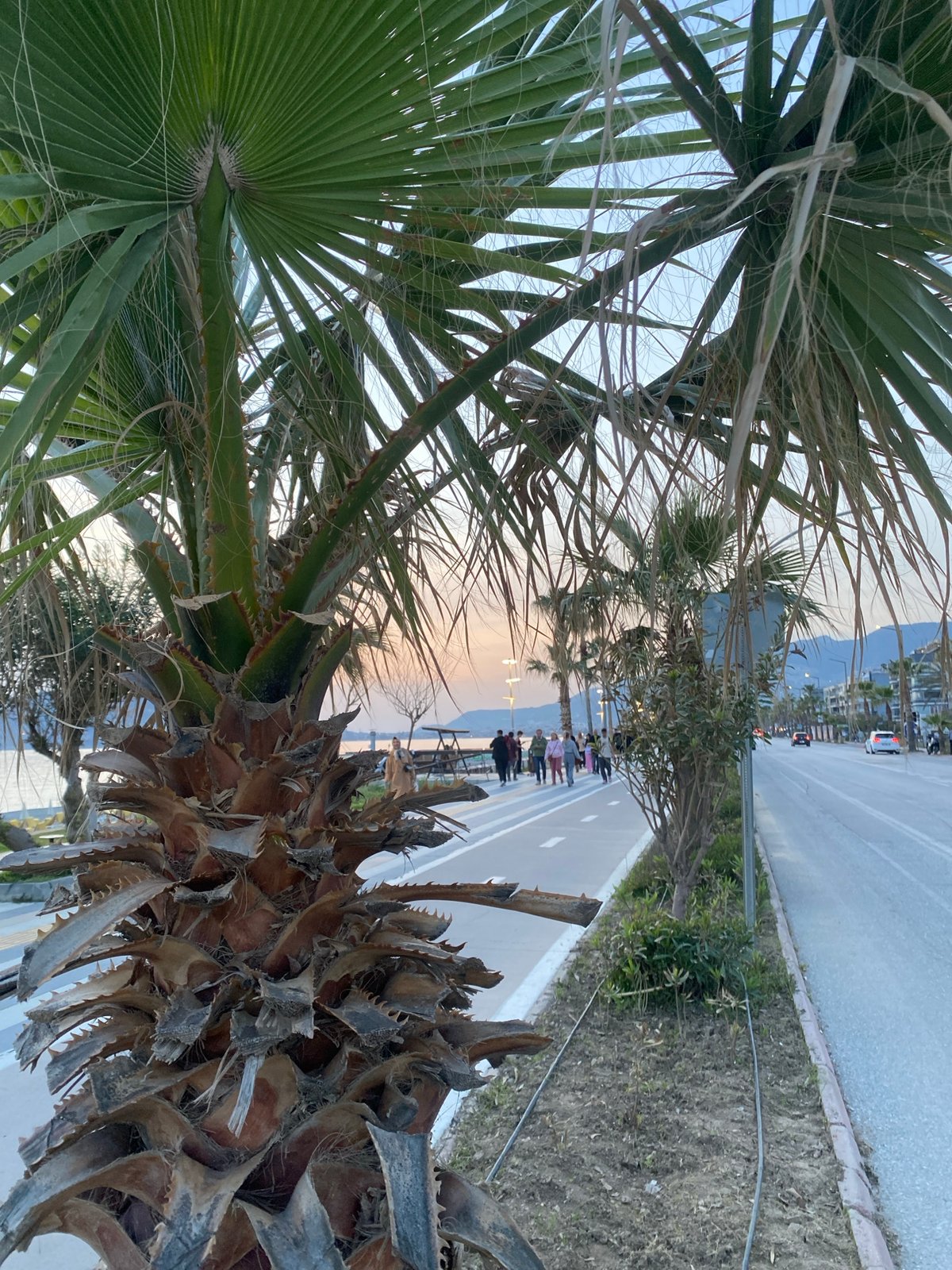 Palm trees frame coastal view in Alanya, Turkey