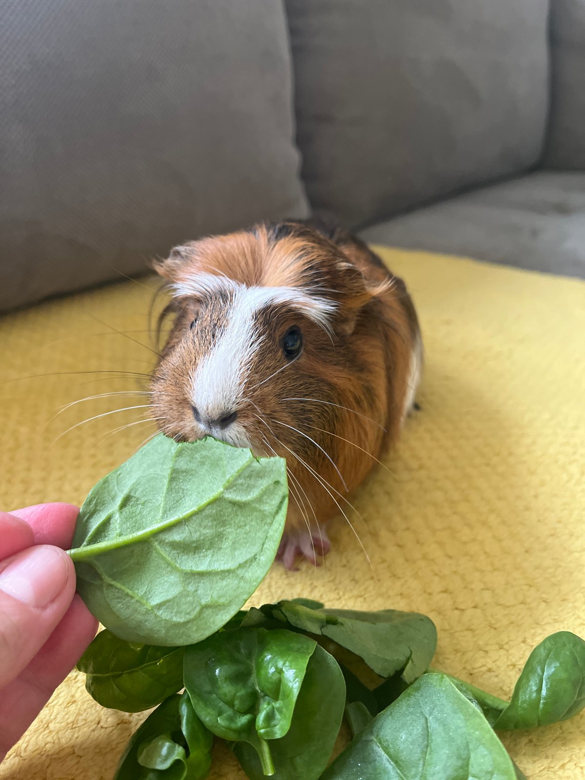 Guinea pig enjoys morning spinach feeding session on couch
