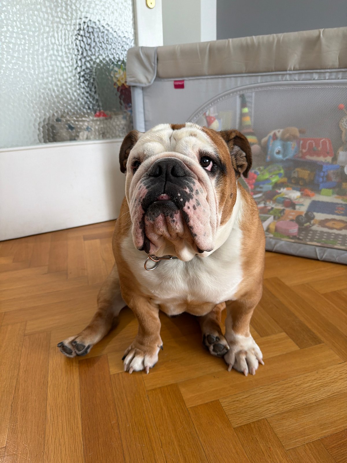 English Bulldog spotted resting indoors across Sofia locations