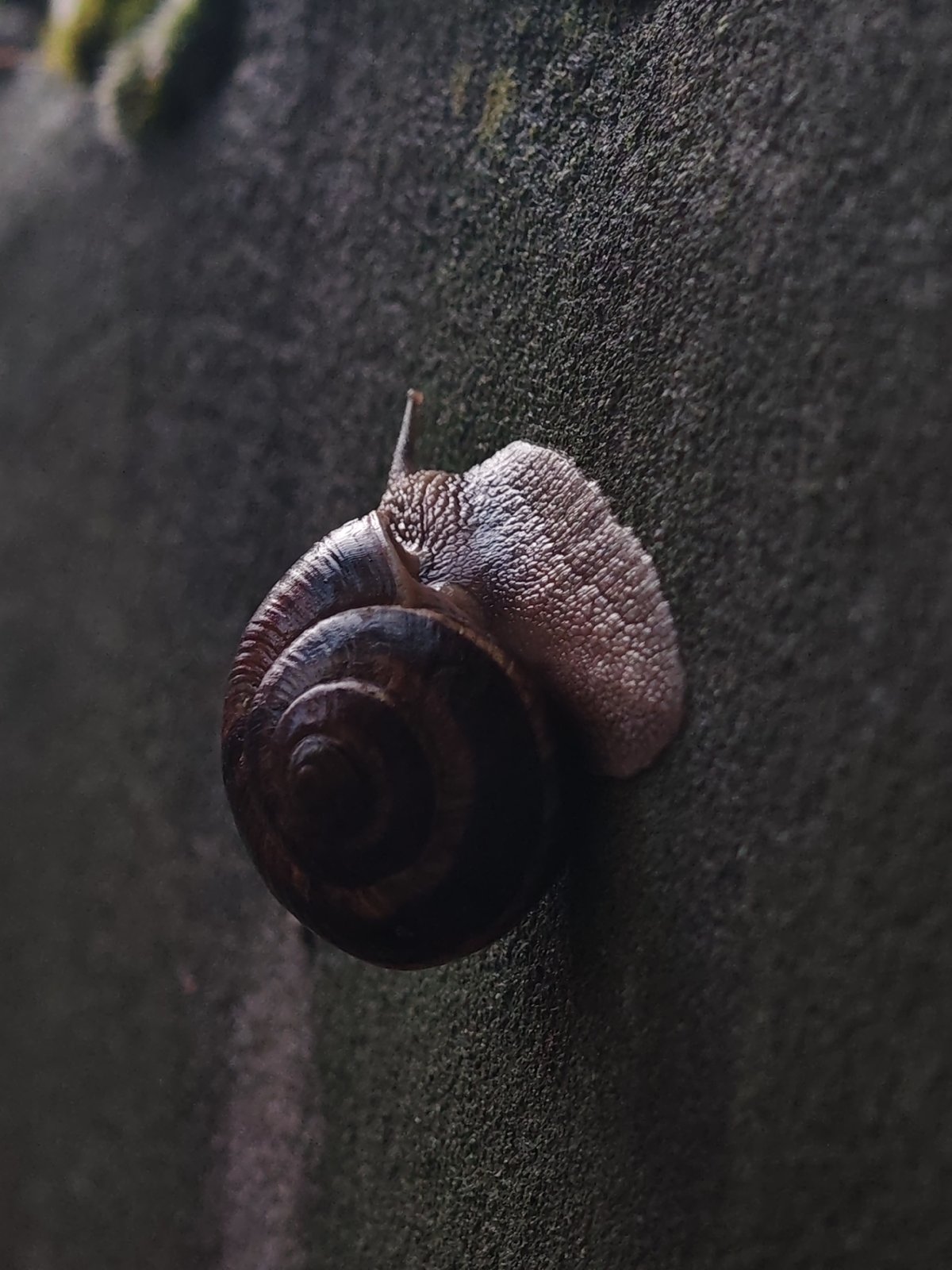 Snails out on wet surfaces during a rainy afternoon