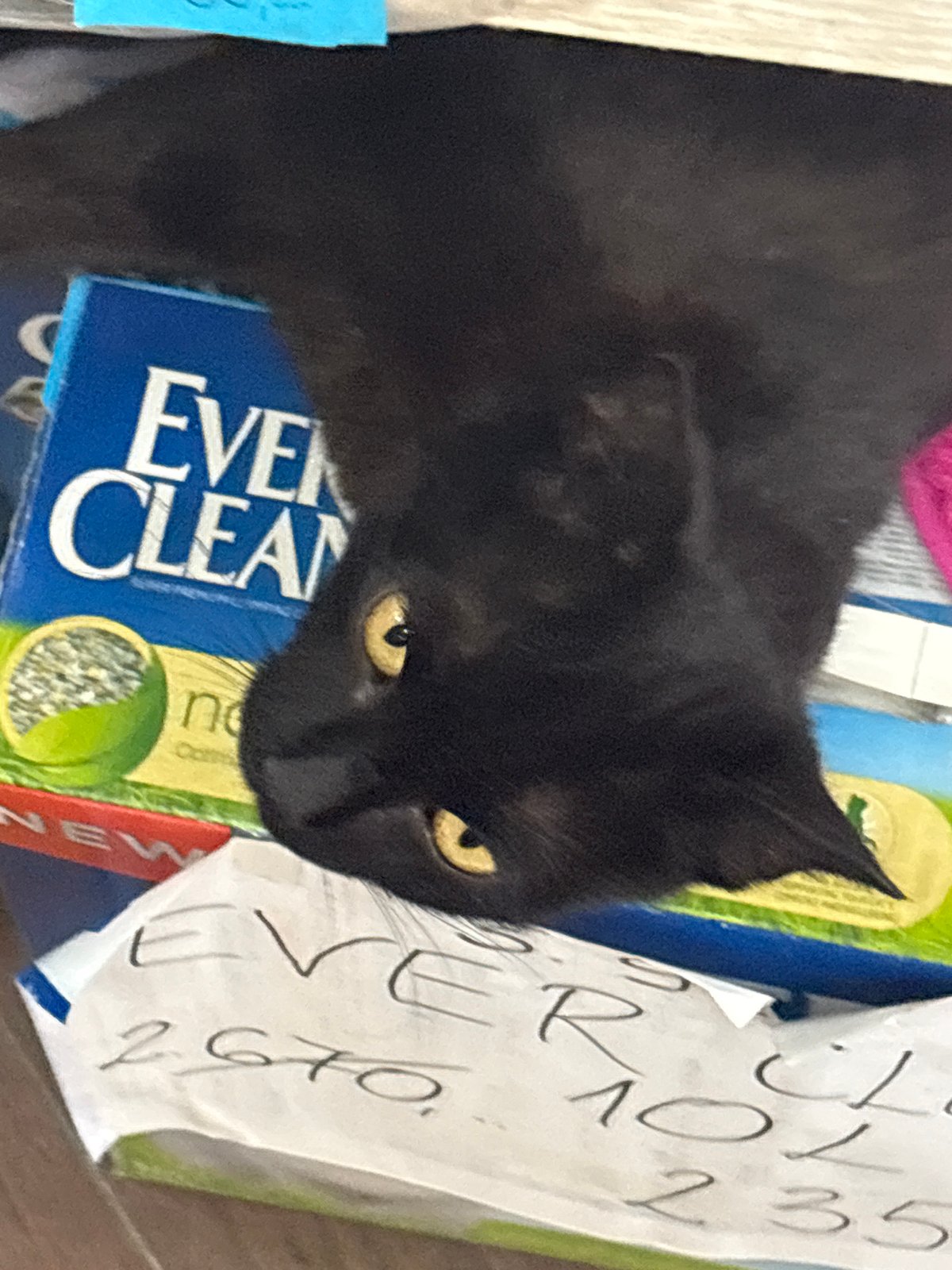 Shop cat in Kragujevac claims the cat litter display as its throne