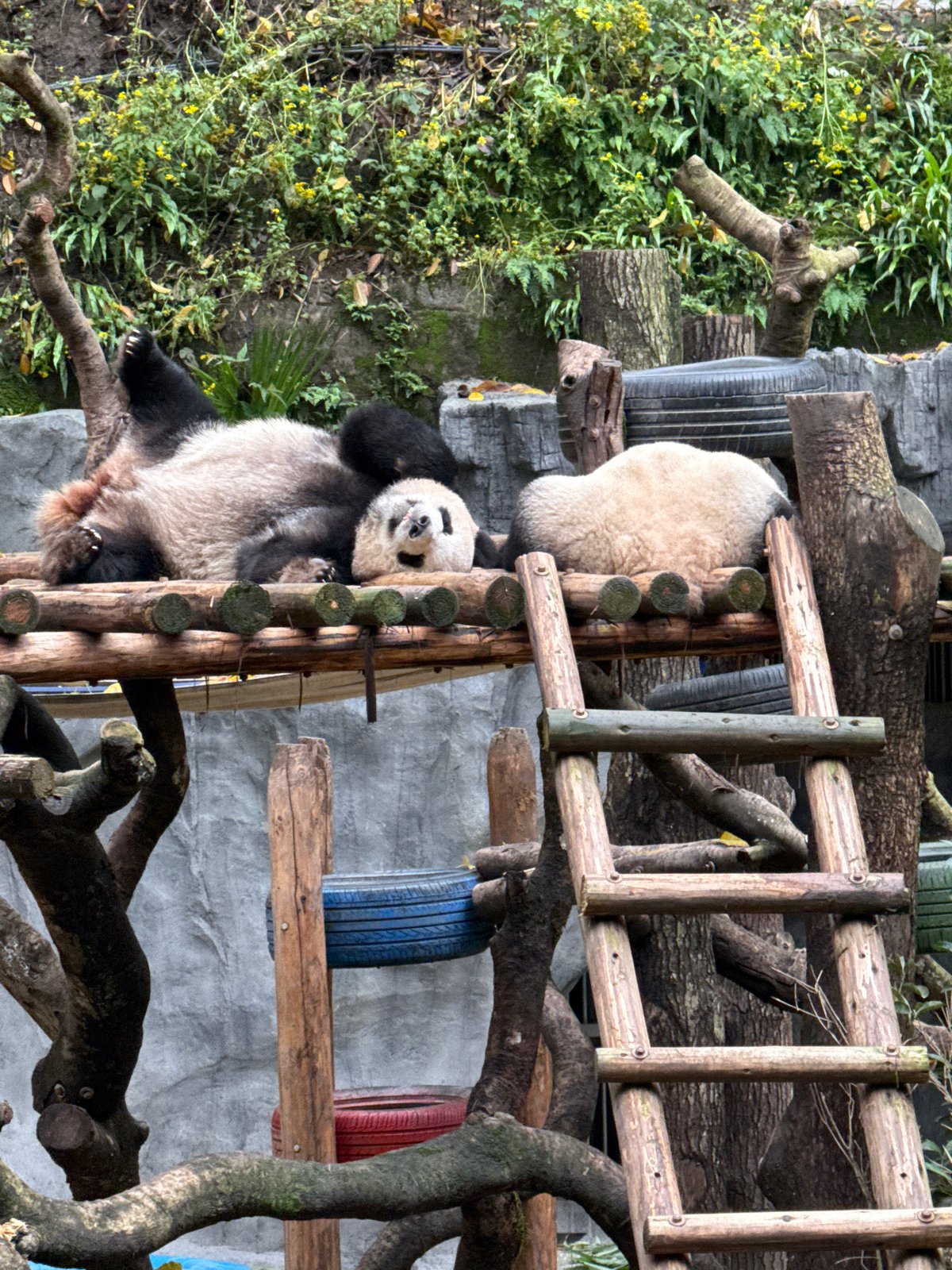 Giant pandas spotted at conservation facility in Jiulongpo District