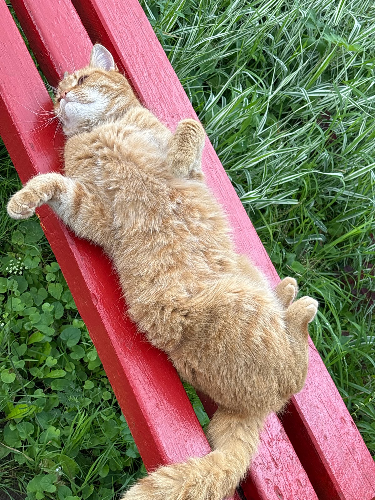 Orange tabby and Bengal cat hang out in a Russian garden