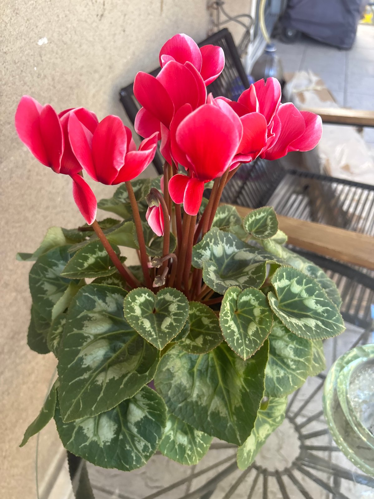 Urban balcony garden documented through afternoon flower photography session