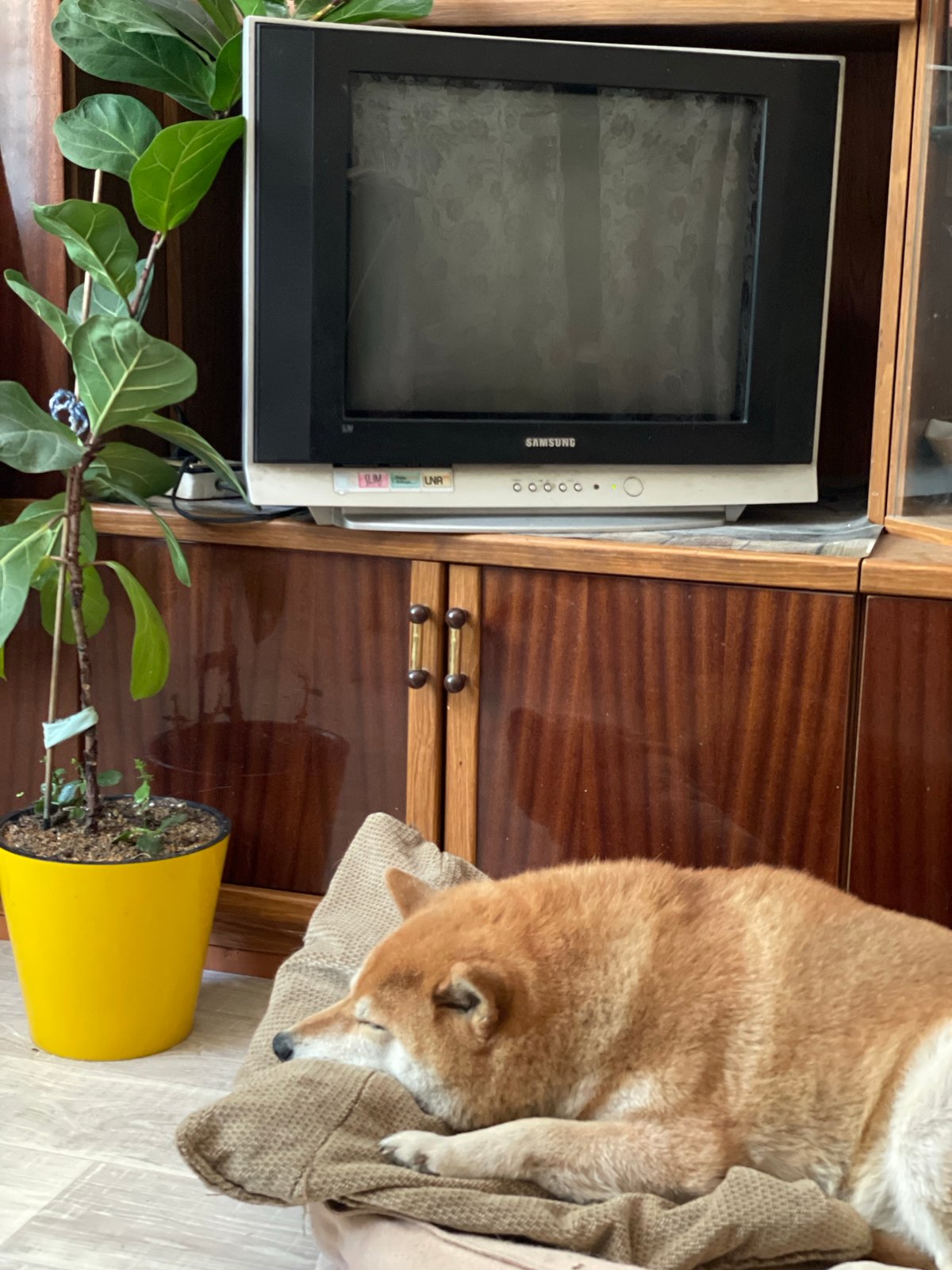 Shiba Inu dog sleeps peacefully indoors in Zheleznogorsk, Russia
