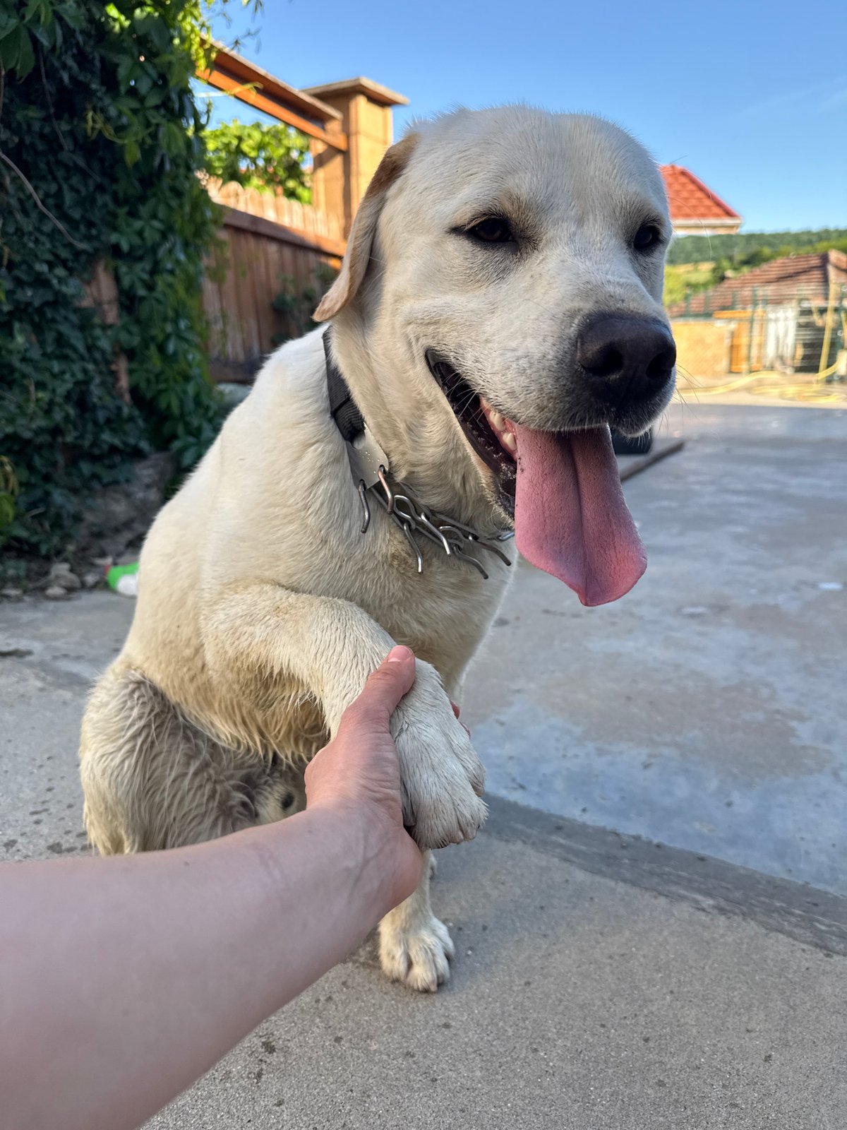 Labrador spotted wearing dual collars in Bulgarian village