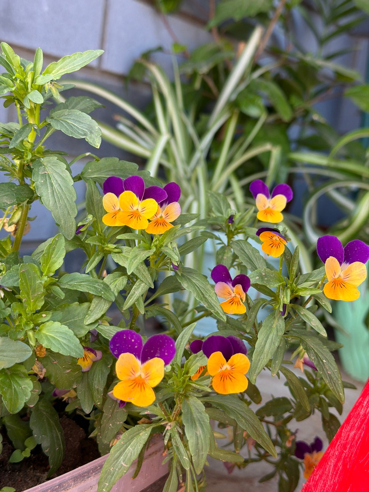 Early morning life captured in Chaikovsky: pets, flowers, portraits