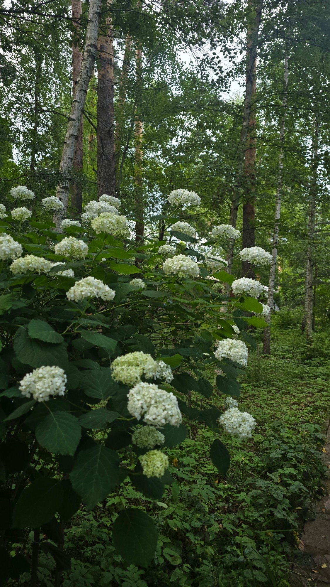 Summer garden in full bloom, Il'inskiy, Russia