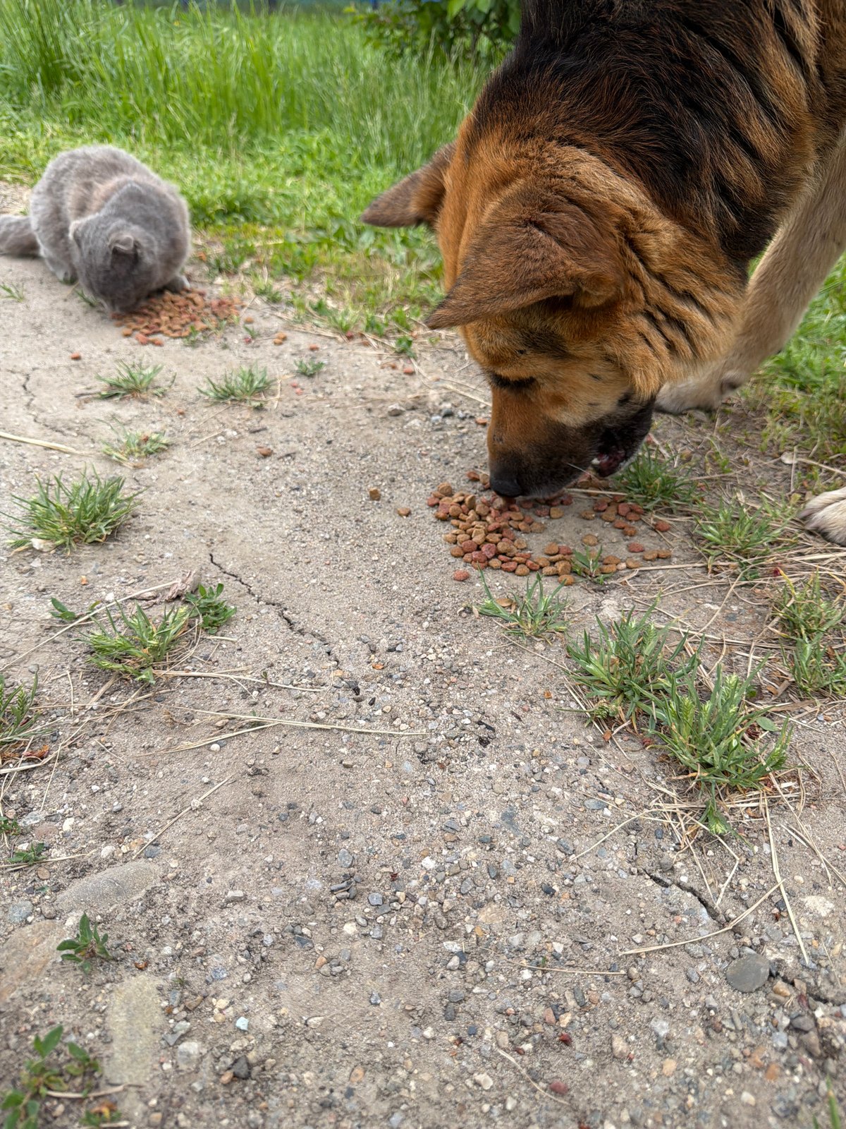 Woman feeds pets in Leningradskaya, Russia morning routine documented