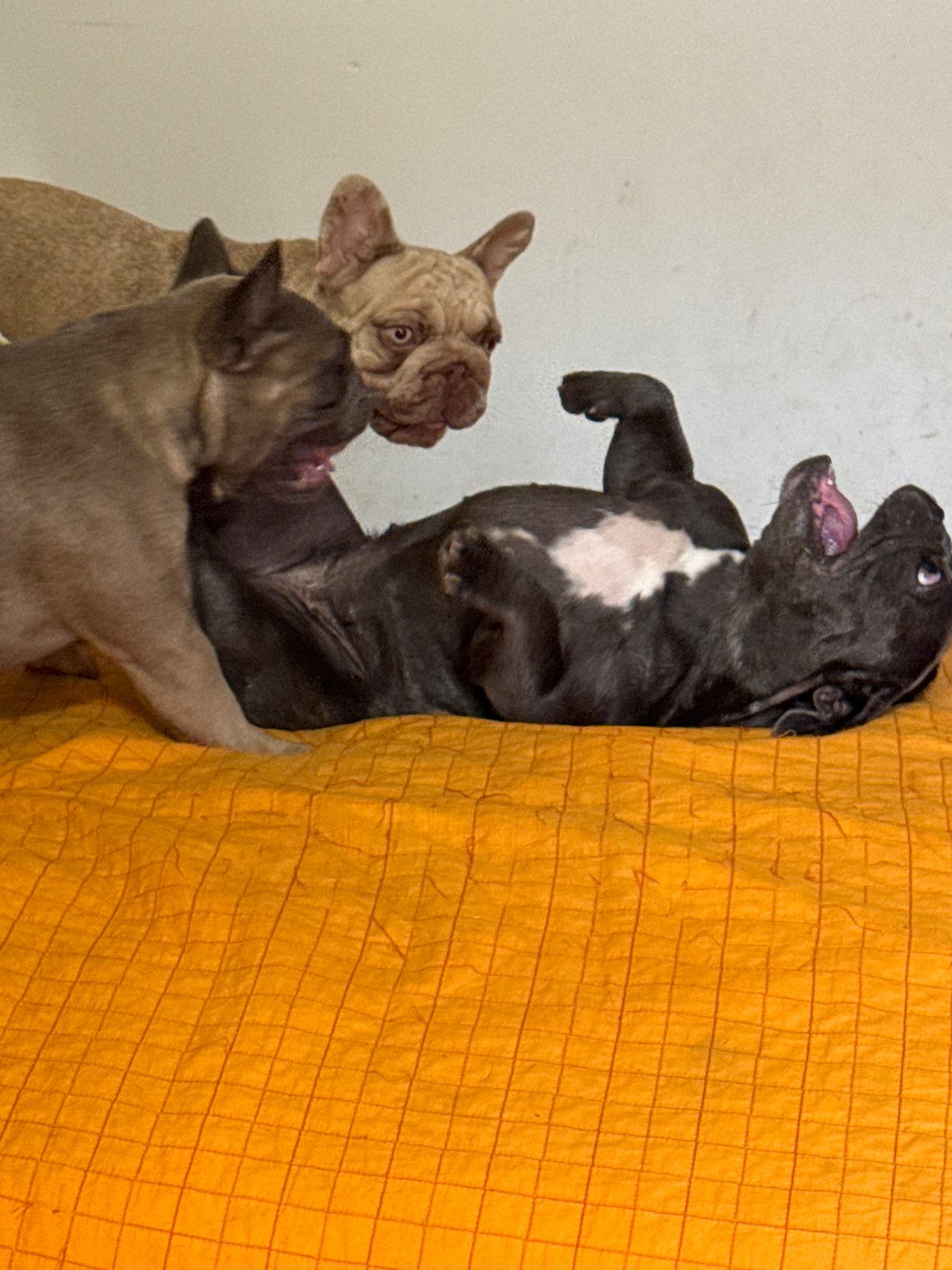 French Bulldogs lounging and playing on an orange quilted surface