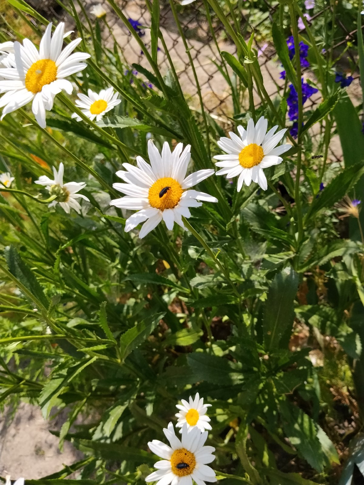 Close-up details of daisies, petunias, and a bicolor rose in bloom