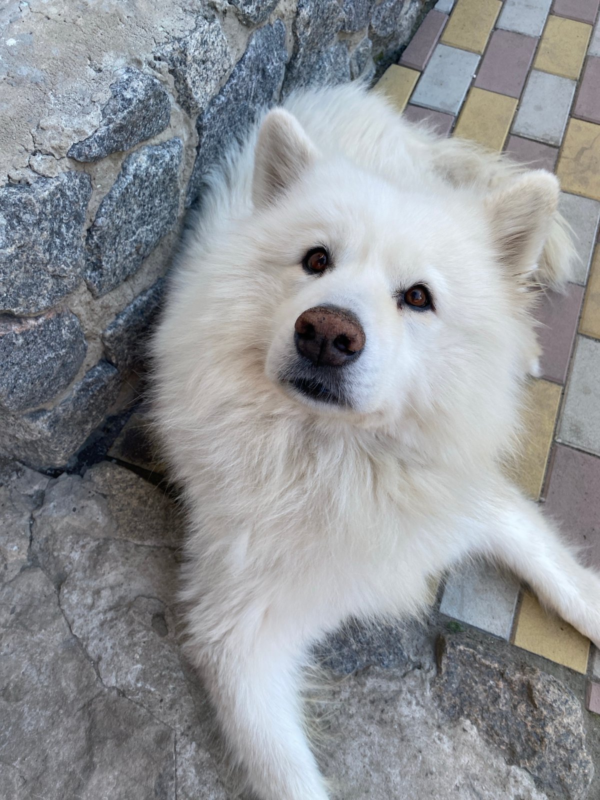 Samoyed resting on stone surface, gazing upward