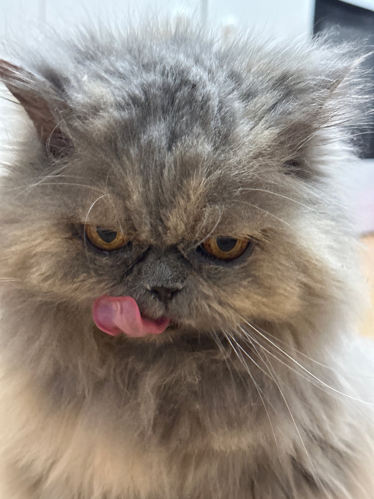 Domestic afternoon captured: selfies, child snacking, cat moments in Chaikovsky