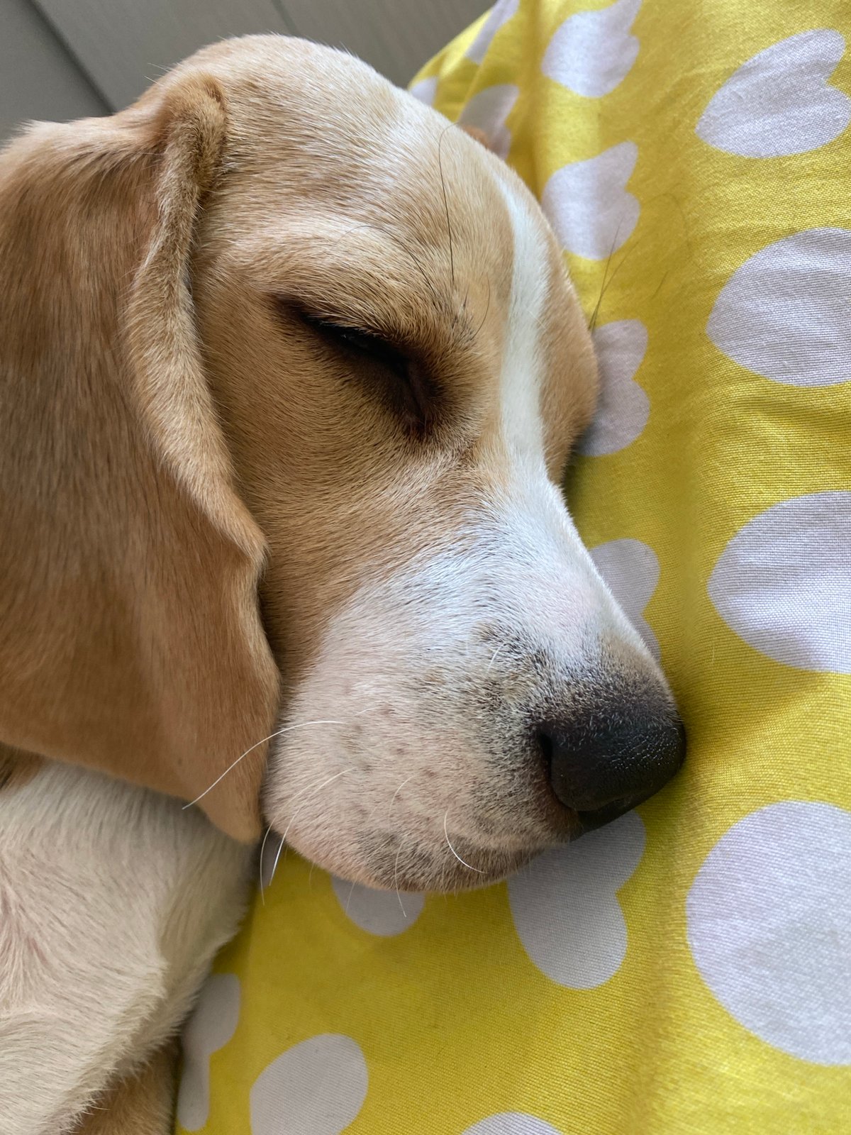 Beagle napping on a yellow heart-print blanket in Perm