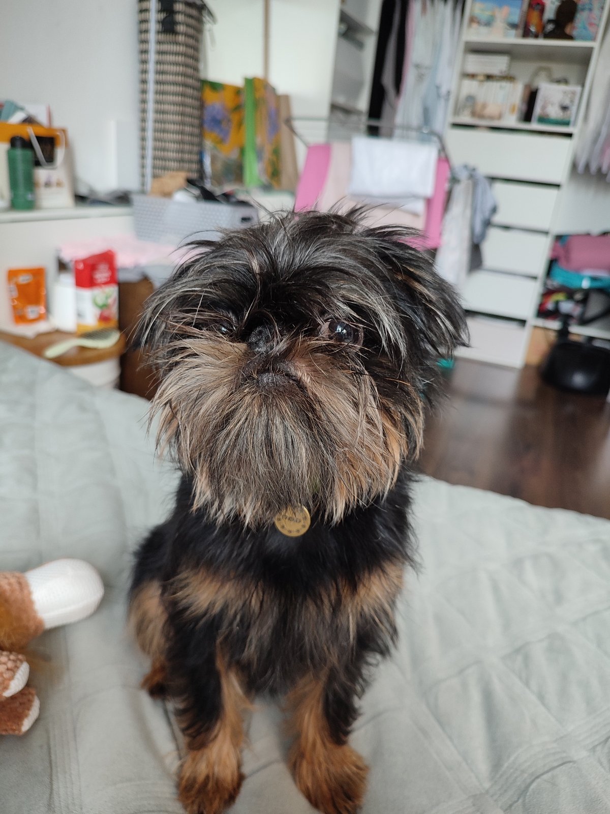 Brussels Griffon relaxing on a quilted blanket, multiple angles