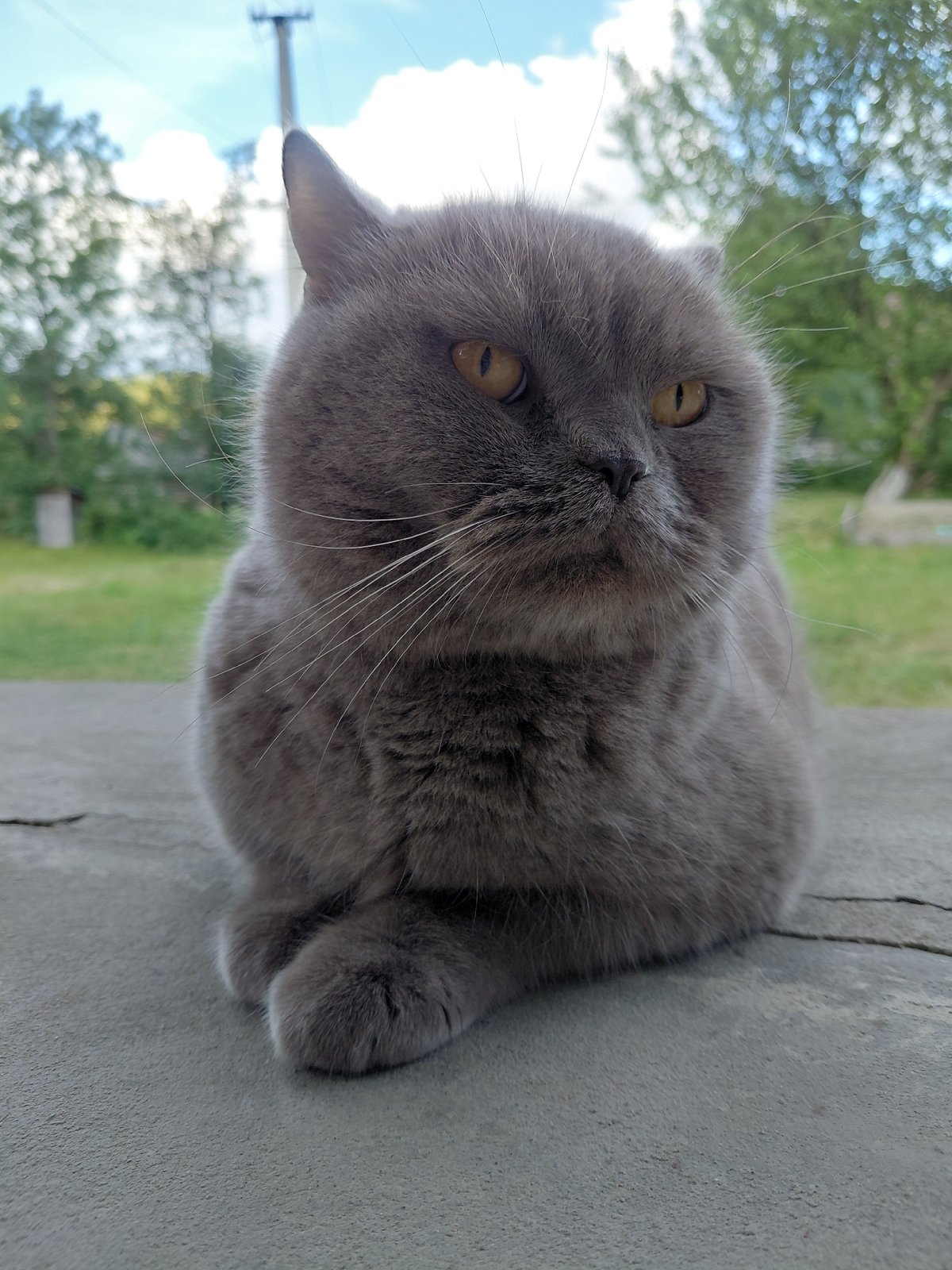 Grey cat and rural countryside in Chernyk, Ukraine