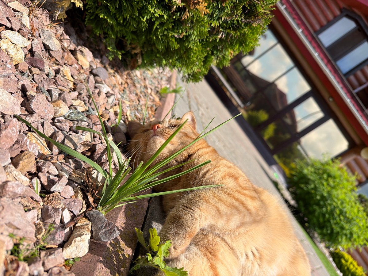 Orange tabby cat enjoys sunny morning in Chaikovsky, Russia