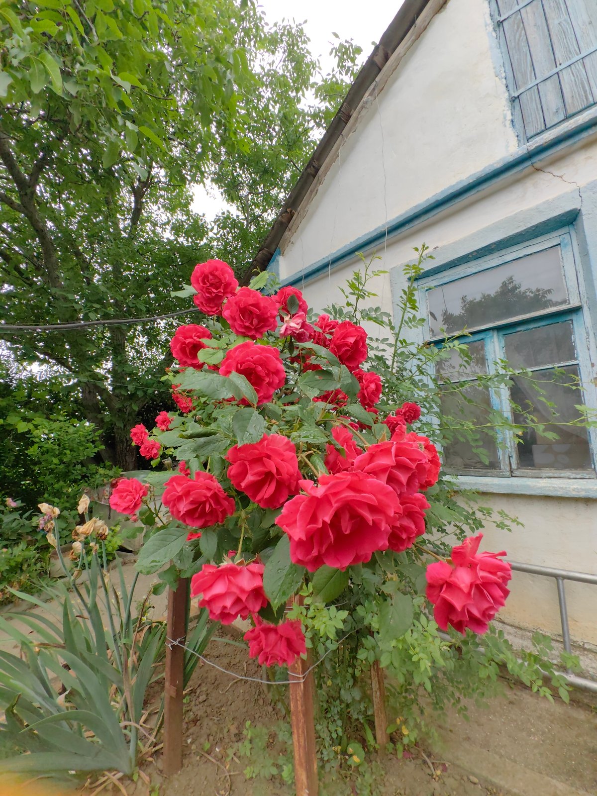 Summer garden in bloom alongside a working rural homestead