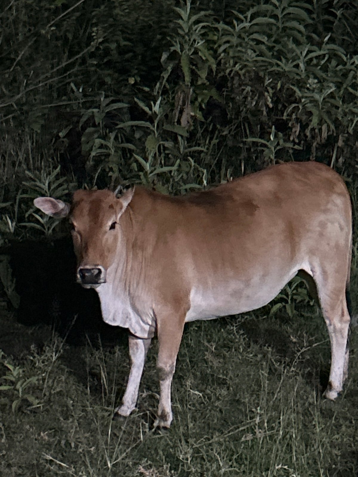 Cow grazing at night in Lhokseumawe, Indonesia
