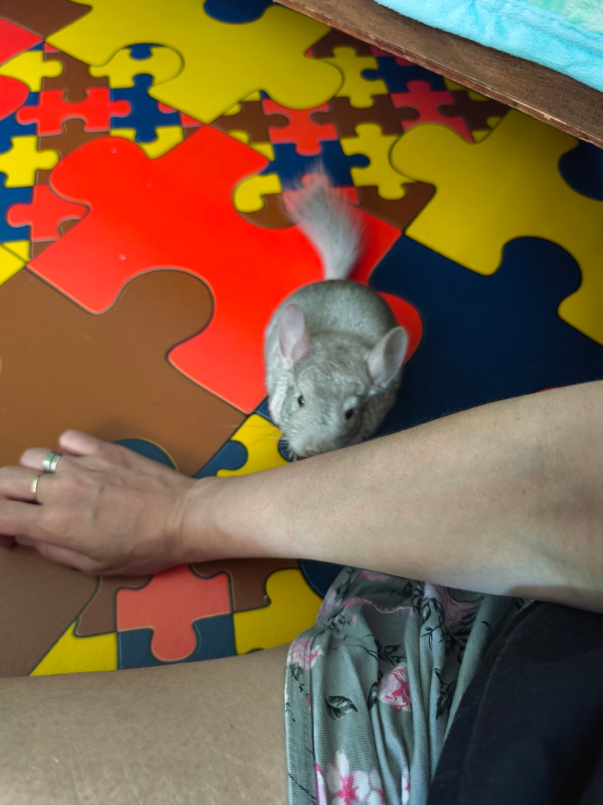 Pet chinchilla playtime documented in Dnipro home