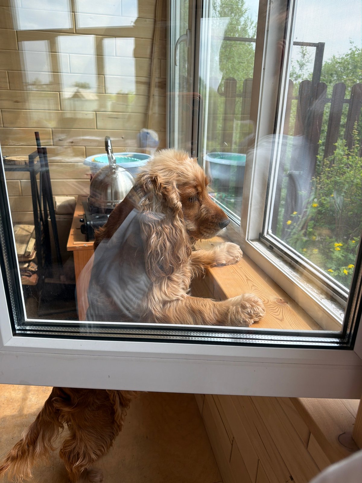 Dog spends quiet morning hours around Russian home