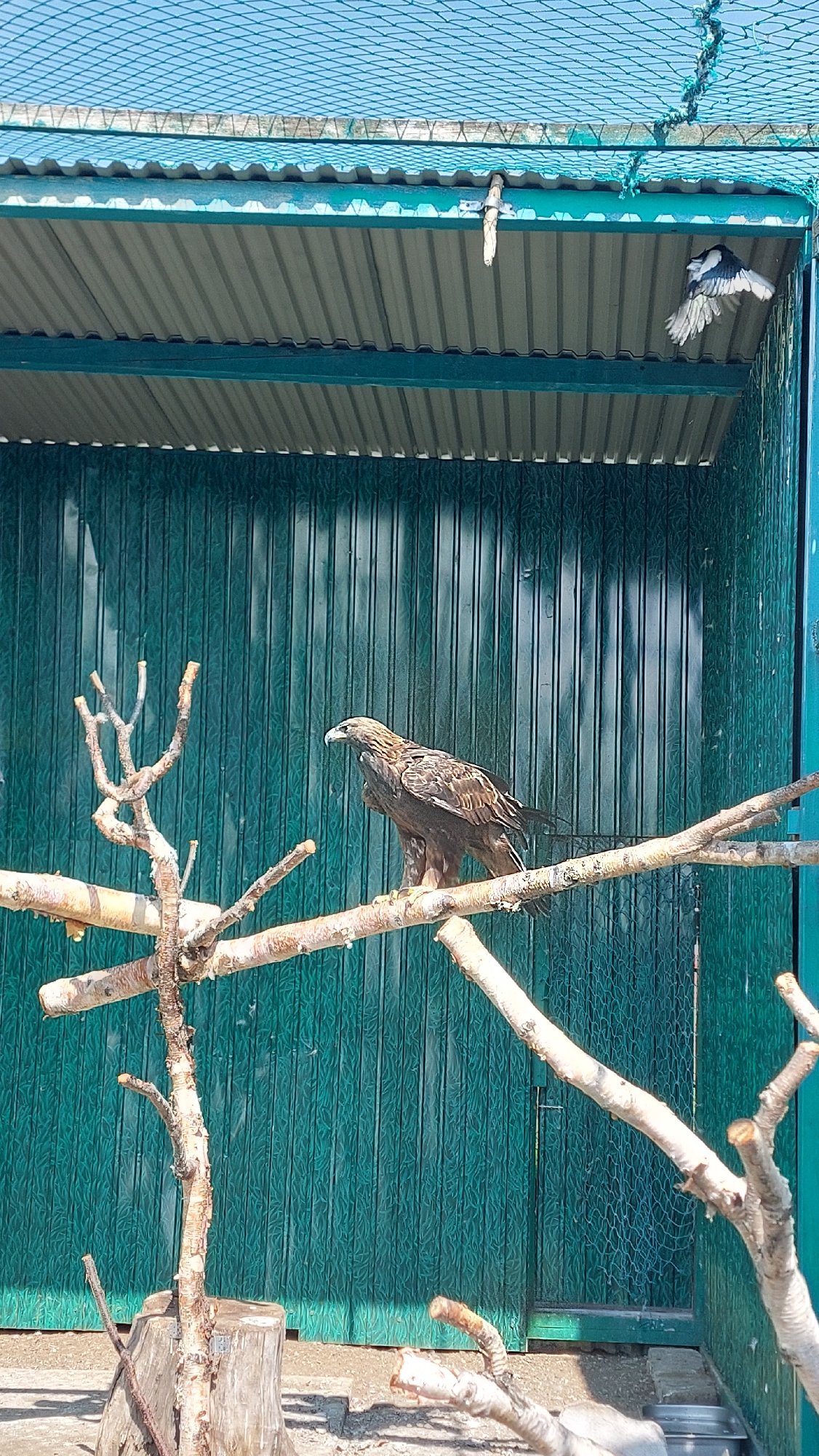 Goats and a golden eagle in outdoor enclosures