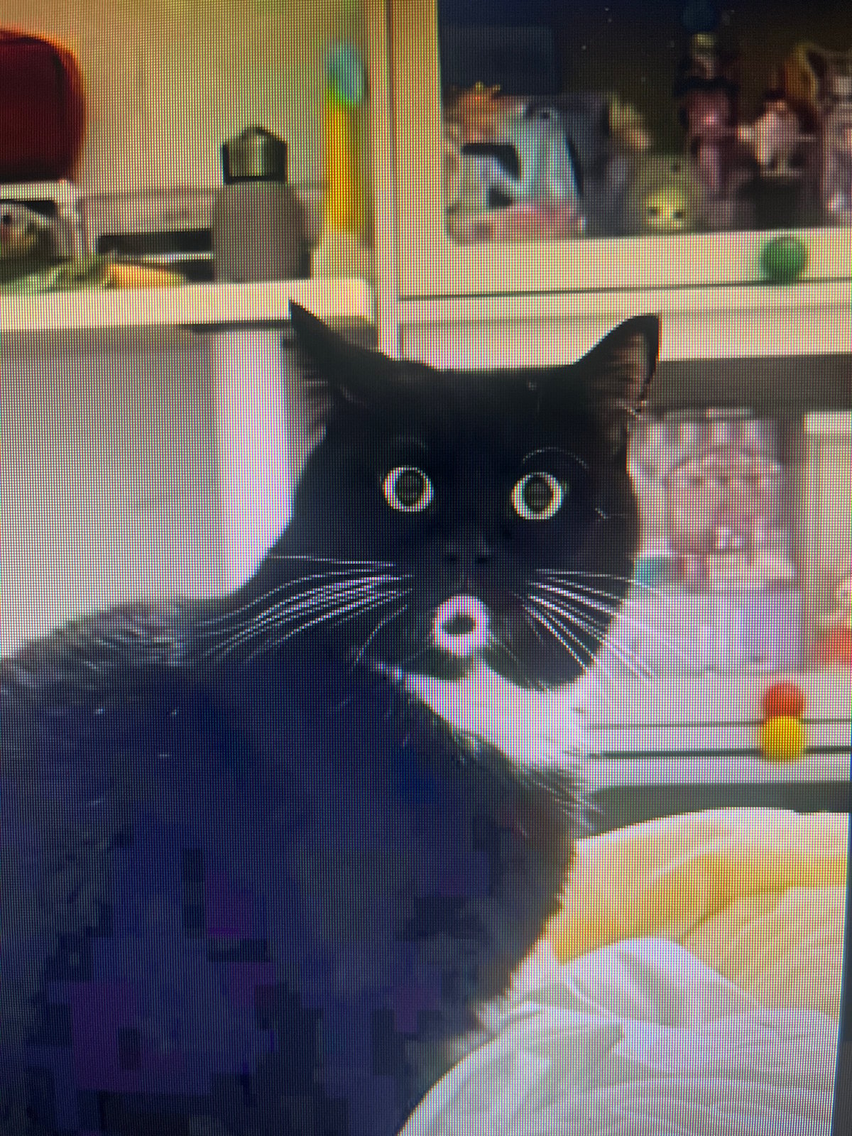 Black cat photographed with tilted head in Khimki